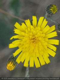 hieracium maulatum leopard, bochtig havikskruid