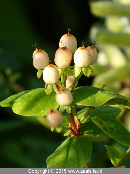 hypericum sugar flair, hertshooi