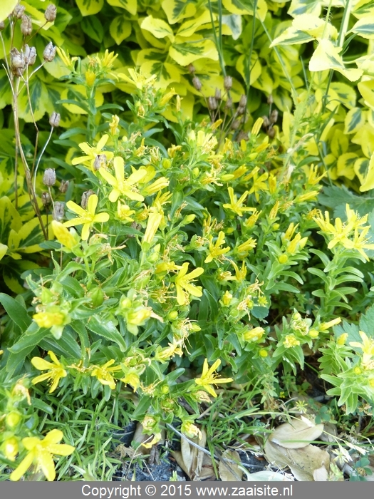 hypericum olympicum - griekse hertshooi