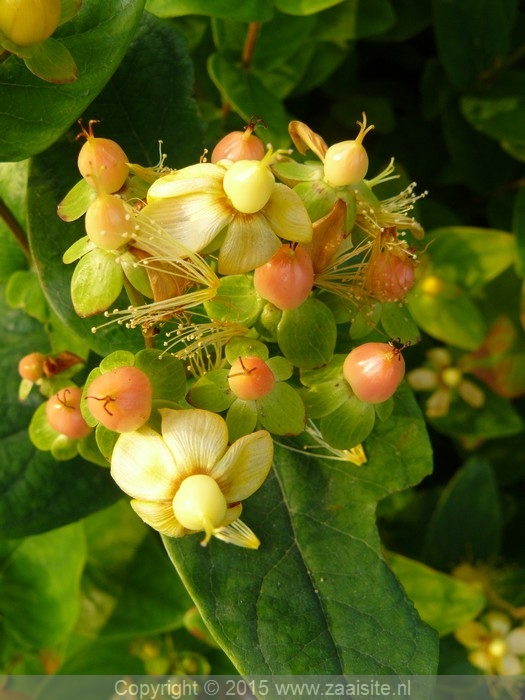 hypericum sugar fair, hertshooi