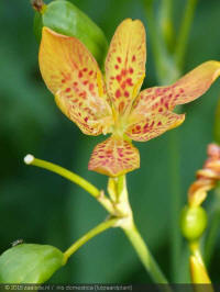 iris domestica freckle face