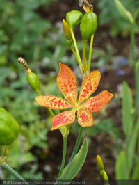 iris domestica freckle face