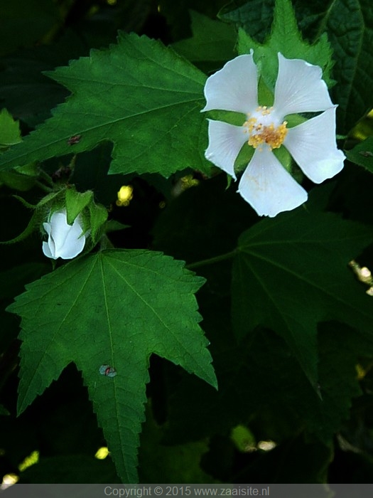 kitaibela vitifolia, russische hibiscus