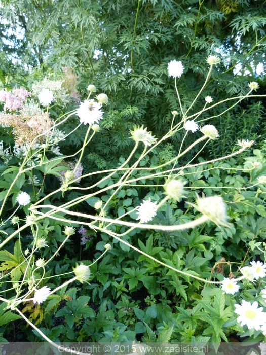 knautia tartarica