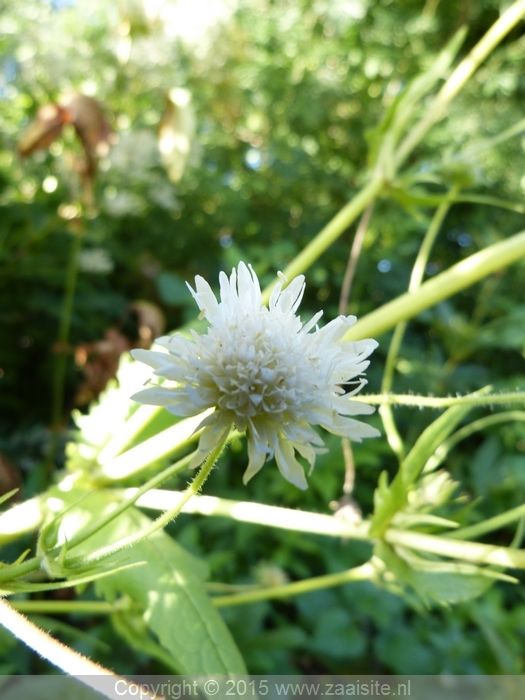 knautia tartarica