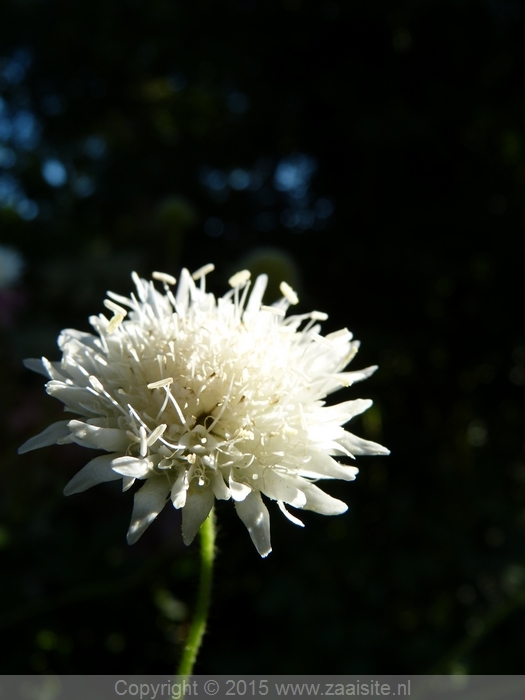 knautia tartarica