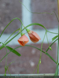 lathyrus hierosolymitanus