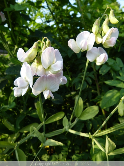 lathyrus latifolius pink pearl - breedblad lathyrus - vaste lathyrus