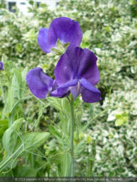 lathyrus odoratus royal family blue, geurende siererwt