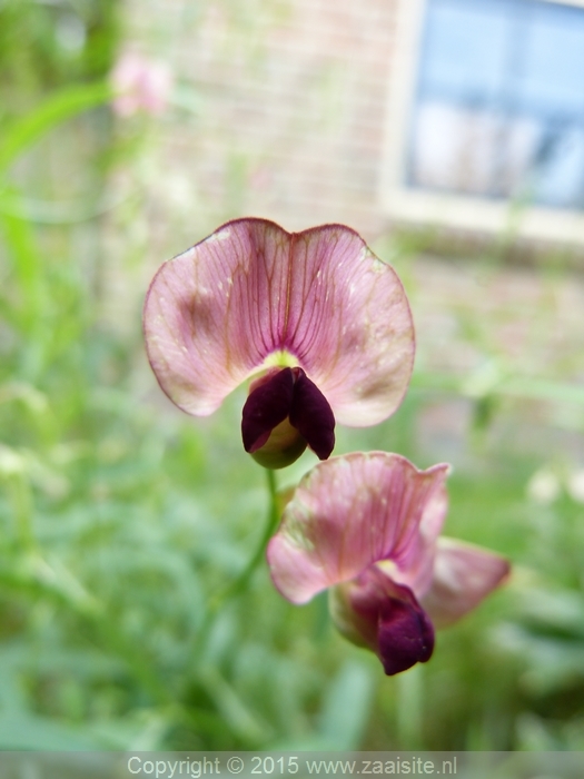 lathyrus sylvestris, boslathyrus