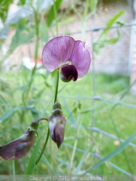 lathyrus sylvestris, boslathyrus