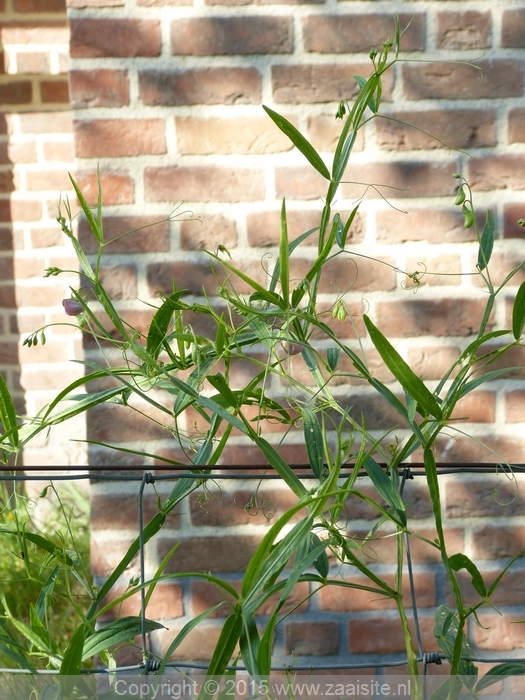 lathyrus sylvestris, boslathyrus blad