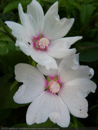 lavatera thuringiaca barnsley, struikmalva