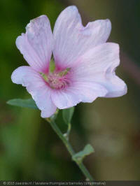 lavatera thuringiaca barnsley, struikmalva