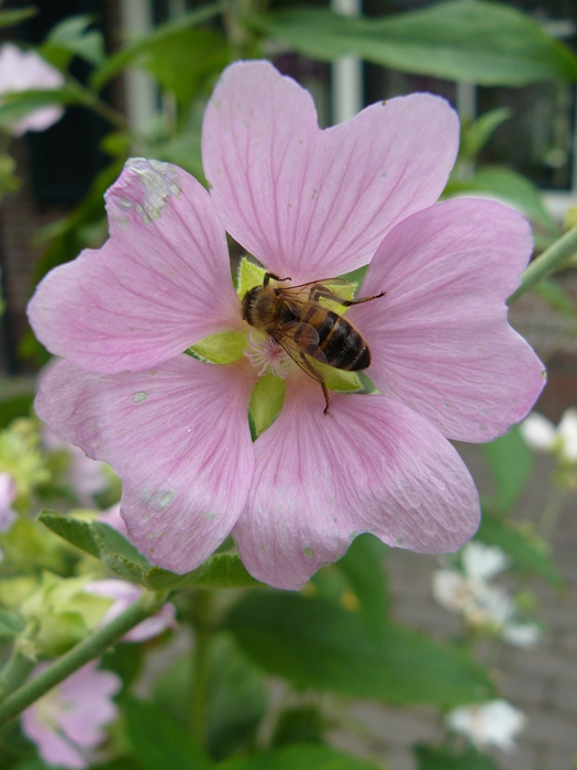 lavatera thuringiaca, struikmalva