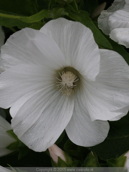 lavatera trimestris mont blanc