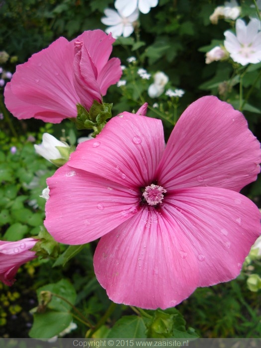 lavatera trimestris pink beauty