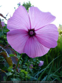 lavatera trimestris pink beauty, grootbloemige lavatera, 