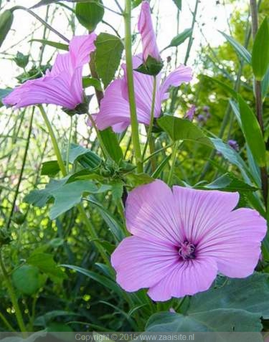 lavatera trimestris silver cup, bekermalva