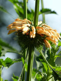 leonotis nepetifolia naivasha apricot