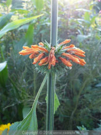 leonotis nepetifolia, leeuwenoor