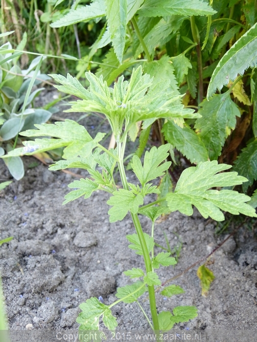 leonurus japonicus alba - japans hartgespan aanvang