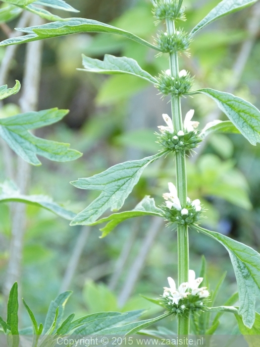 leonurus japonicus - japans hartgespan