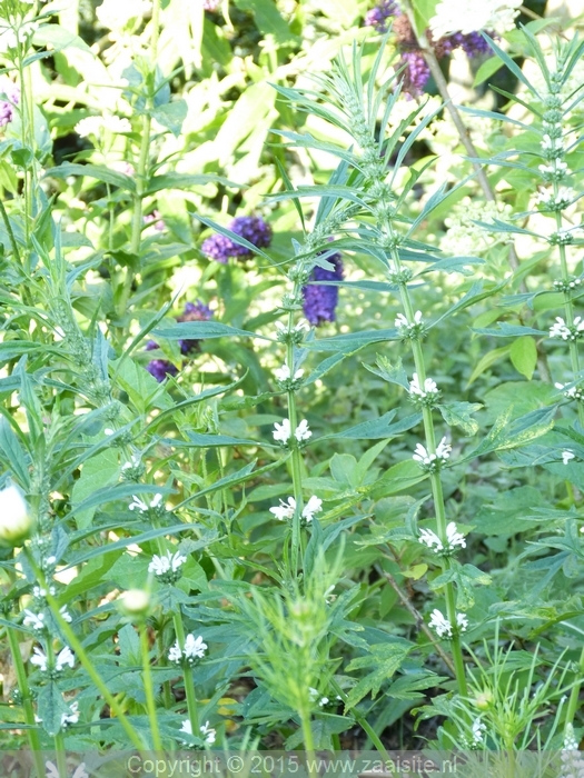 leonurus japonicus alba - japans hartgespan