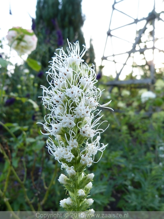 liatris spicata alba