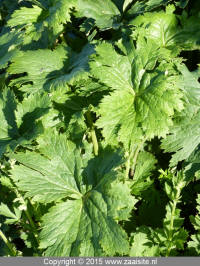 ligularia palmatiloba-tongkruiskruid