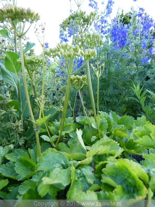 ligusticum scoticum