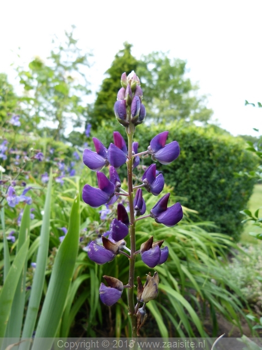 lupinus blue rednose