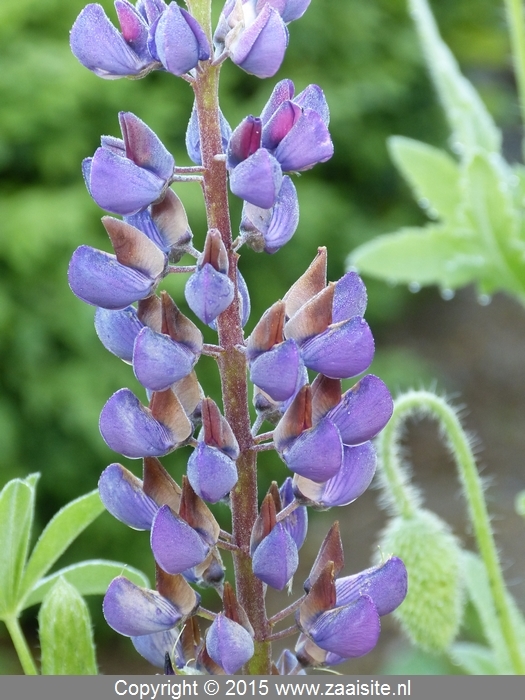 lupinus blue rednose