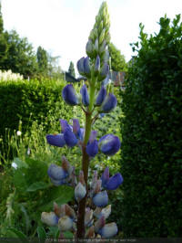 lupinus polyphyllus var. burkei