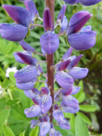 lupinus polyphyllus var. burkei, lupine