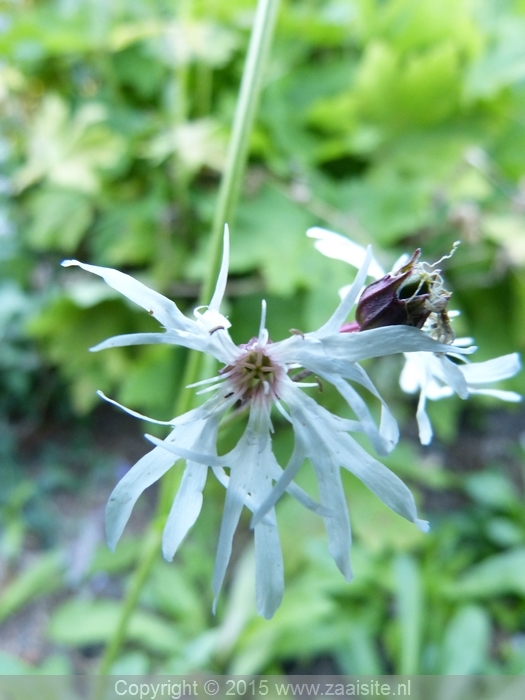 lychnis flos-cuculi white robin