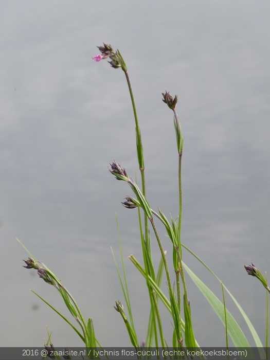 lychnis flos-cuculi, echte koekoeksbloem