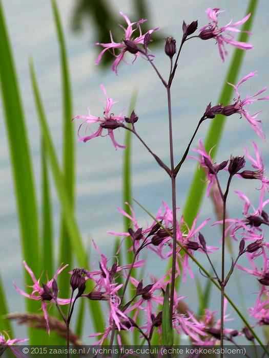 lychnis flos-cuculi, echte koekoeksbloem