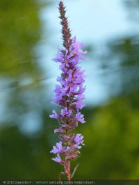 lythrum salicaria, grote kattenstaart