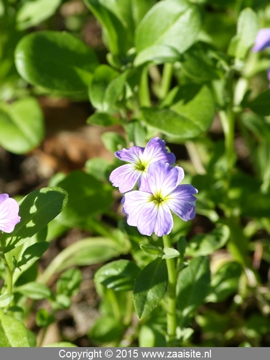 malcolmia maritima - zeeviolier