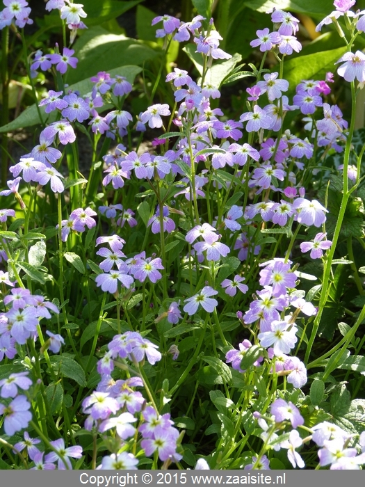 malcolmia maritima - zeeviolier