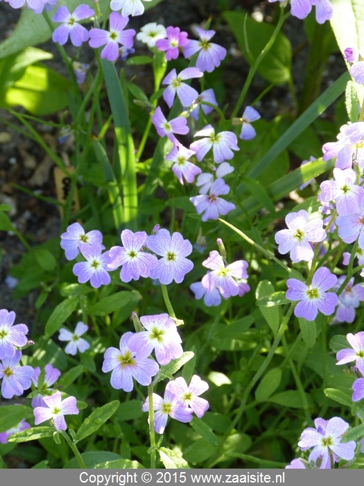 malcolmia maritima - zeeviolier