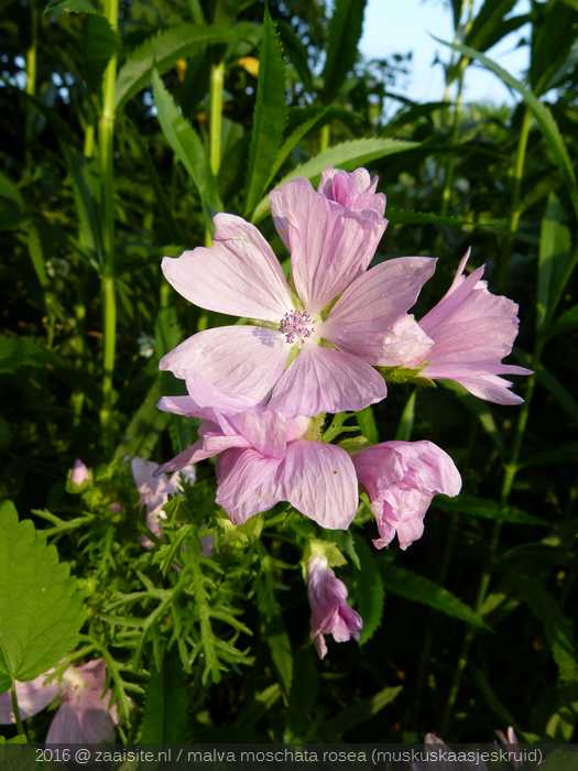 malva moschata rosea, mukuskaasjeskruid