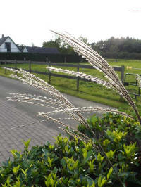 miscanthus ghana, prachtriet