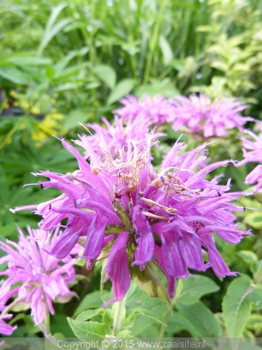 monarda blue stocking, bergamot