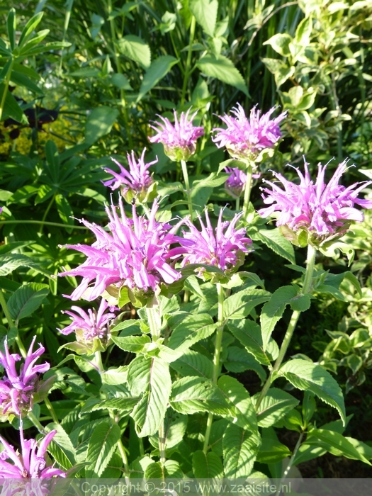 monarda blue stocking, bergamot