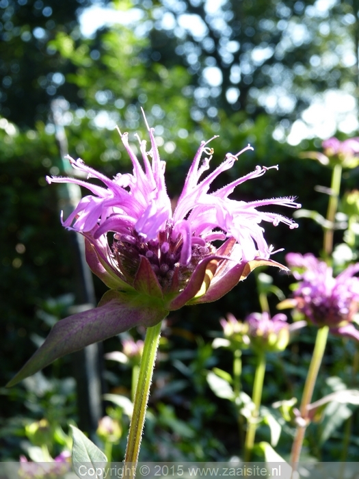 monarda blue stocking, bergamot