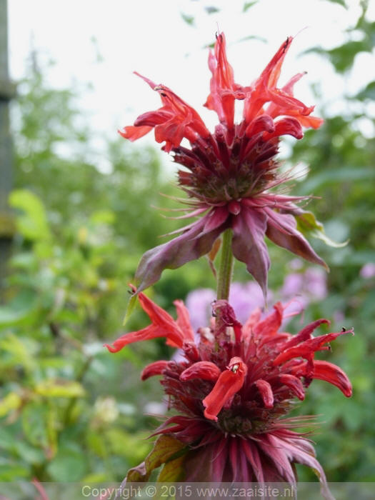 monarda cambridge scarlet, bergamot