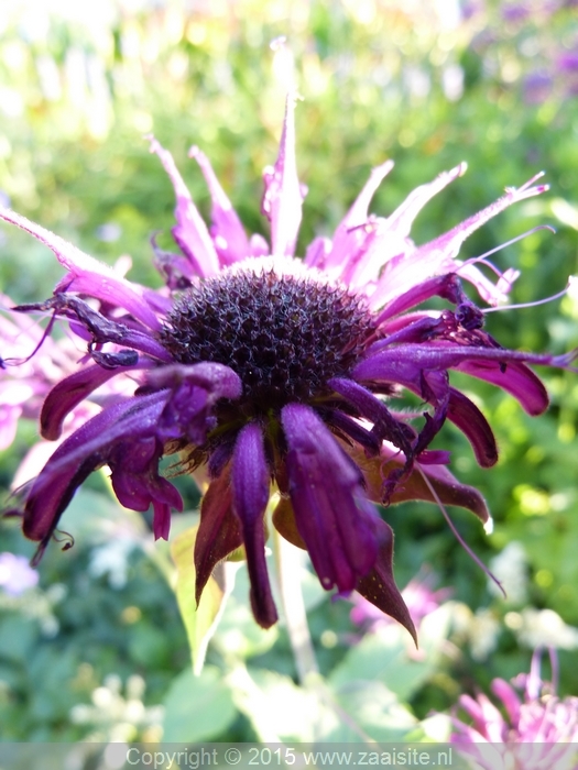 monarda thundercloud - bergamot (detail)