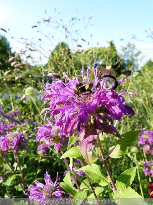 monarda thundercloud - bergamot